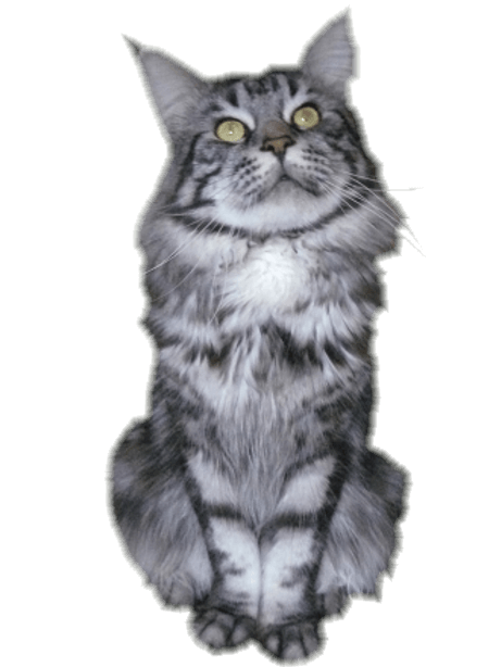 charly, maine coon champion d'europe