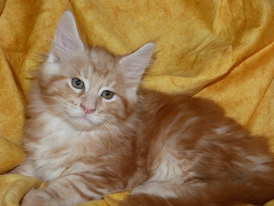 imagine chaton maine coon red silver blotched tabby