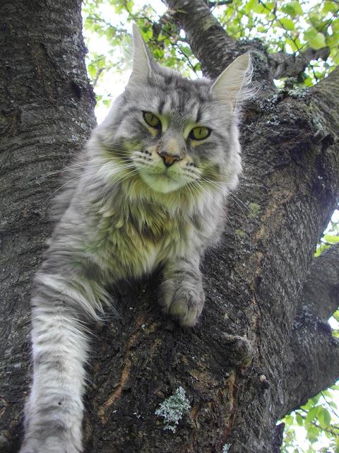 femelle maine coon black silver blotched tabby