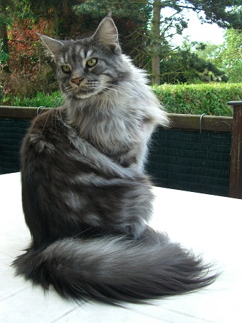 male maine coon black silver blotched tabby