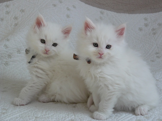 chatons maine coon blansc