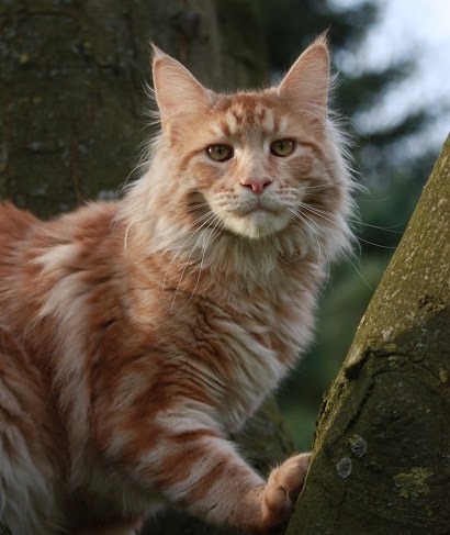 male maine coon red silver blotched tabby