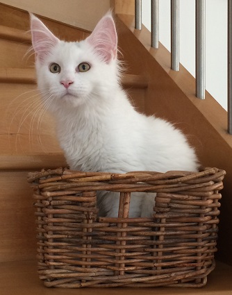 chatonne maine coon blanche