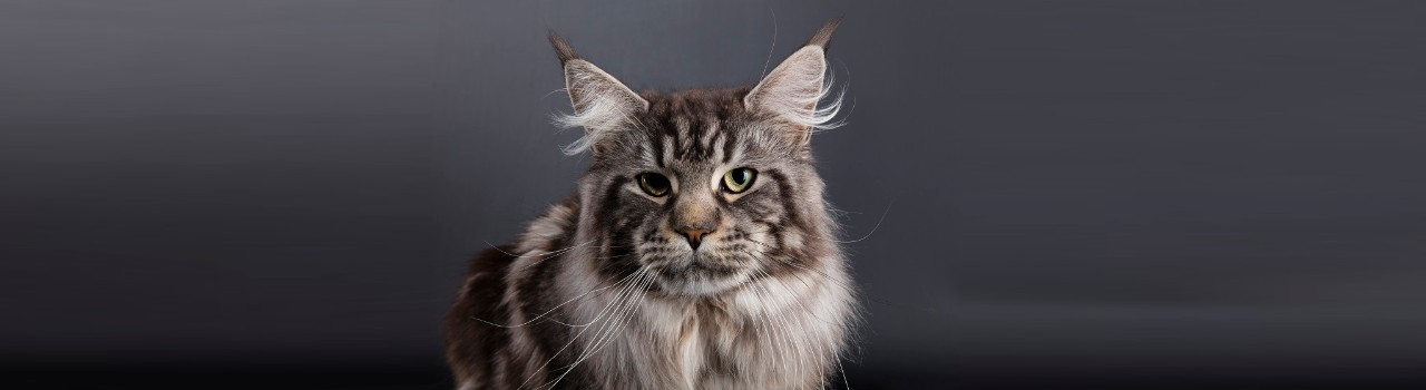 Joy du Maine Coon World