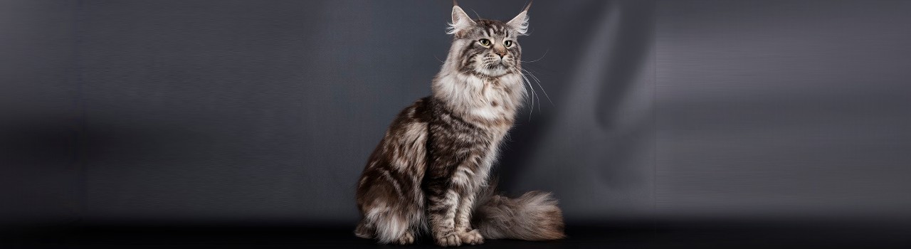 Photo d'expo du maine coon