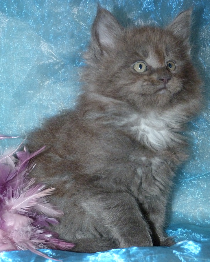 Ajen, chaton maine coon bleu