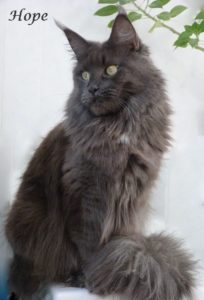 femelle maine coon bleu smoke championne de france