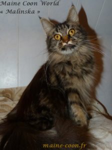 maine coon femelle brown blotched tabby
