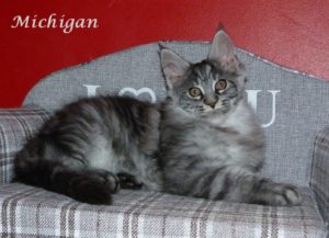 mâle maine coon black silver