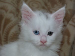 Chatonne maine-coon blanche âgée d'un mois et demi avec les yeux vairons