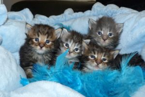 Chatons de la chatterie du Maine Coon World