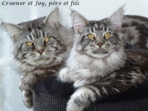 charly et joy père et fils deux mâles maine coon black silver bltoched tabby champion