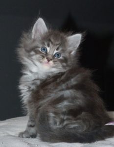 male maine coon black silver
