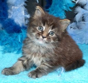 Malinska du Maine Coon World femelle brown blotched