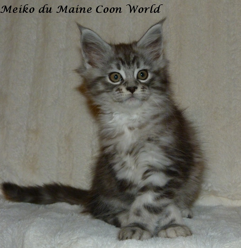chaton maine coon black silver
