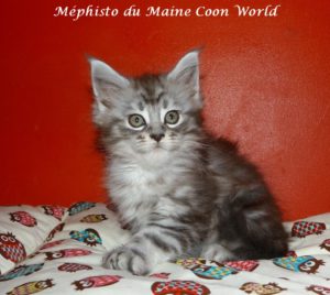 chaton maine coon black silver