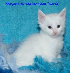 Moyoni du maine coon world male maine coon blanc