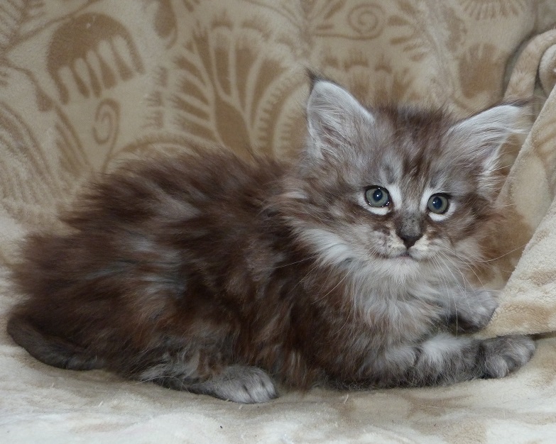 chatonne maine coon black silver