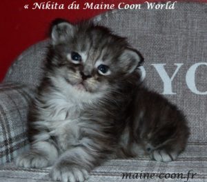 chaton maine coon black silver