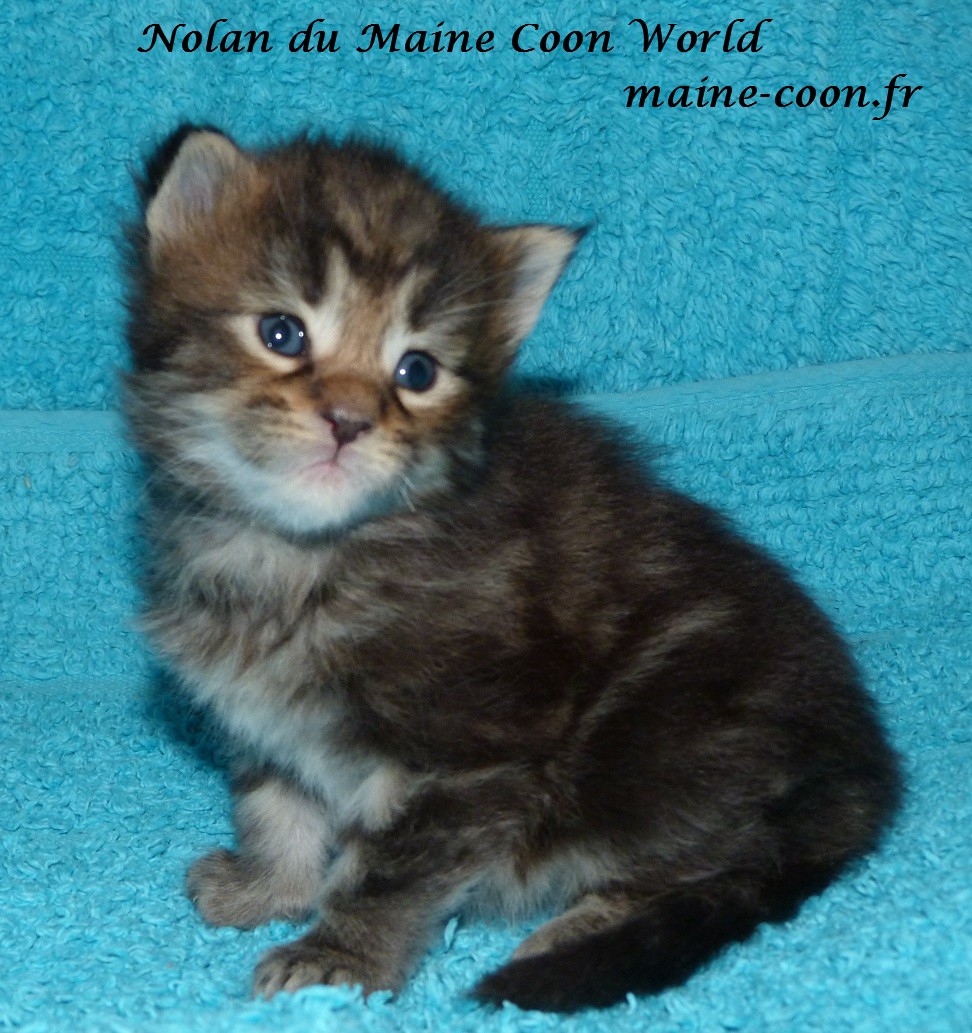 chaton maine coon brown
