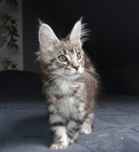 chaton maine coon black silver