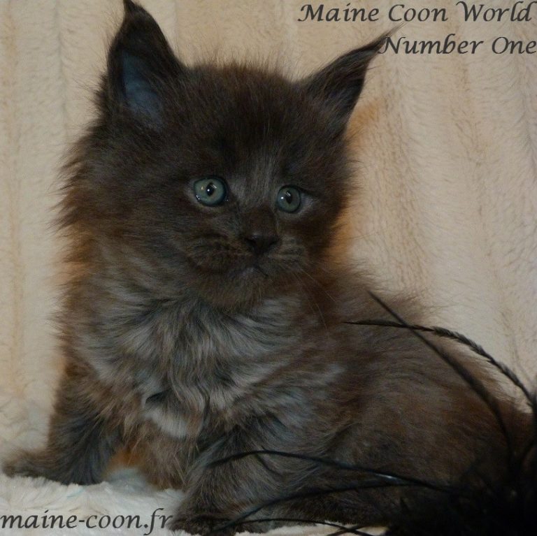 chaton maine coon bleu smoke