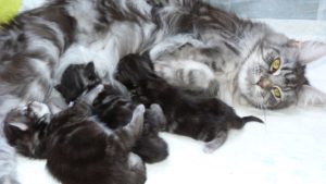 Jade, femelle maine coon avec ses chatons
