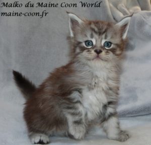 chaton maine coon black silver