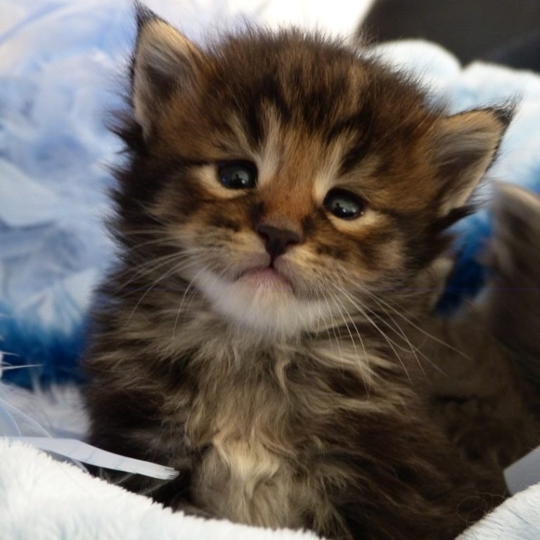 chaton brown blotched tabby d'un mois