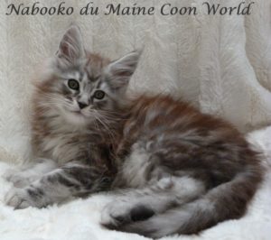 chaton maine coon black silver blotched tabby âgé de deux mois.