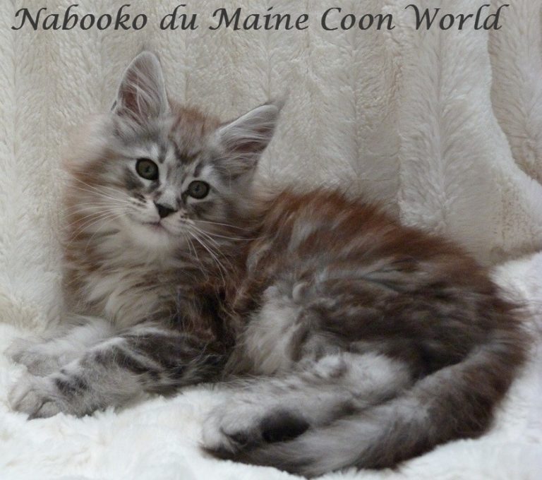 Littlest Pet Shop - Chat Maine Coon Authentique 1572 - Hasbro