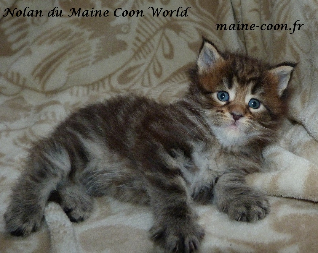 chaton maine coon brown blotched