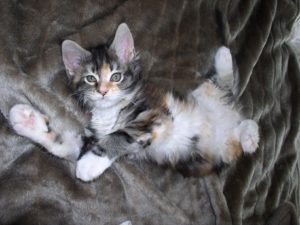 femelle maine coon black tortie et blanche