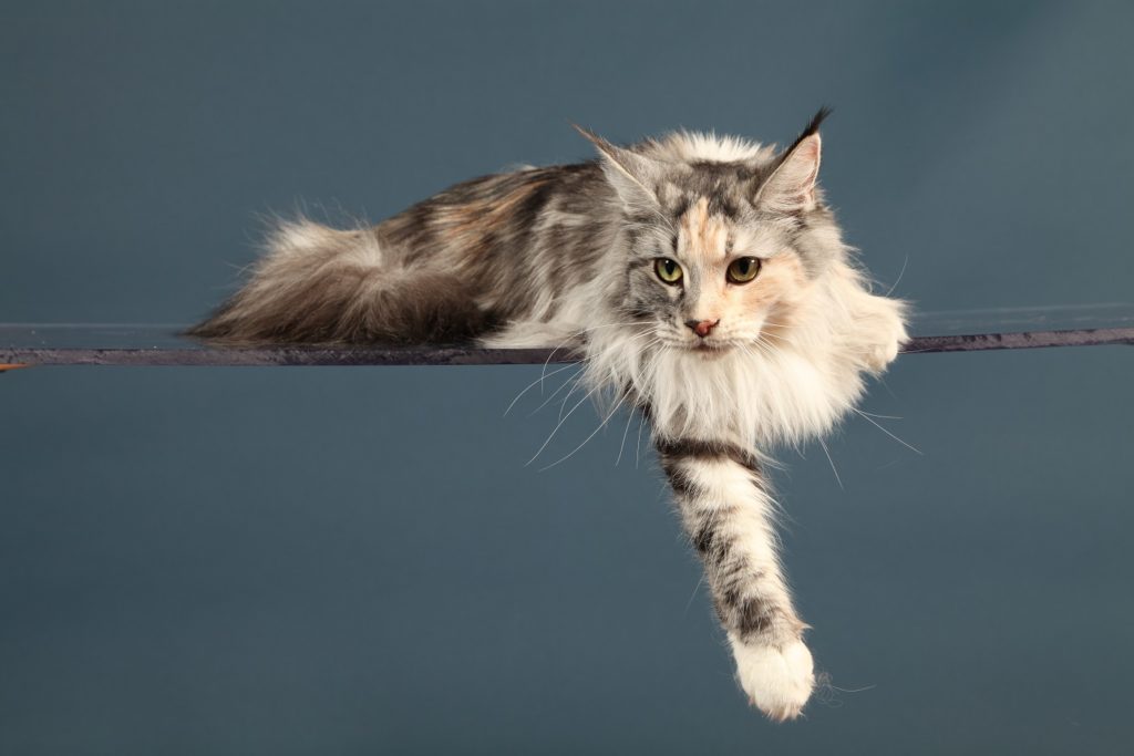 Les couleurs du maine coon Chatterie du maine coon world