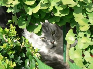 femelle maine coon black silver