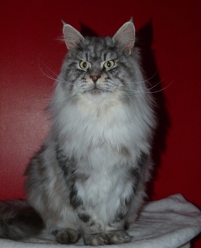Hebene, male maine coon black silver