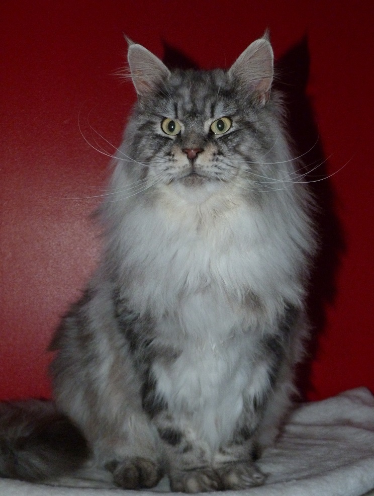 hebene male maine coon black silver