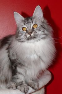 In Lov. du Maine Coon World e femelle maine coon black silver 