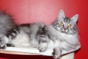 In Love du Maine Coon World femelle black silver