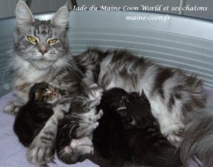 Jade et ses chatons maine coon