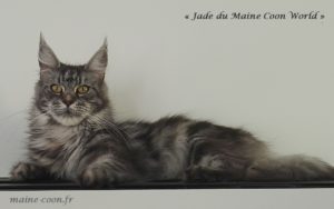 femelle maine coon black silver blotched tabby