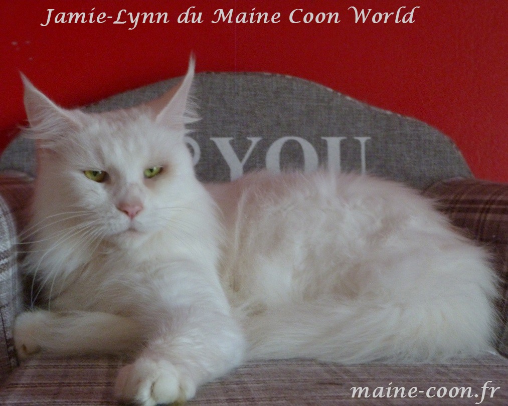 femelle maine coon blanche