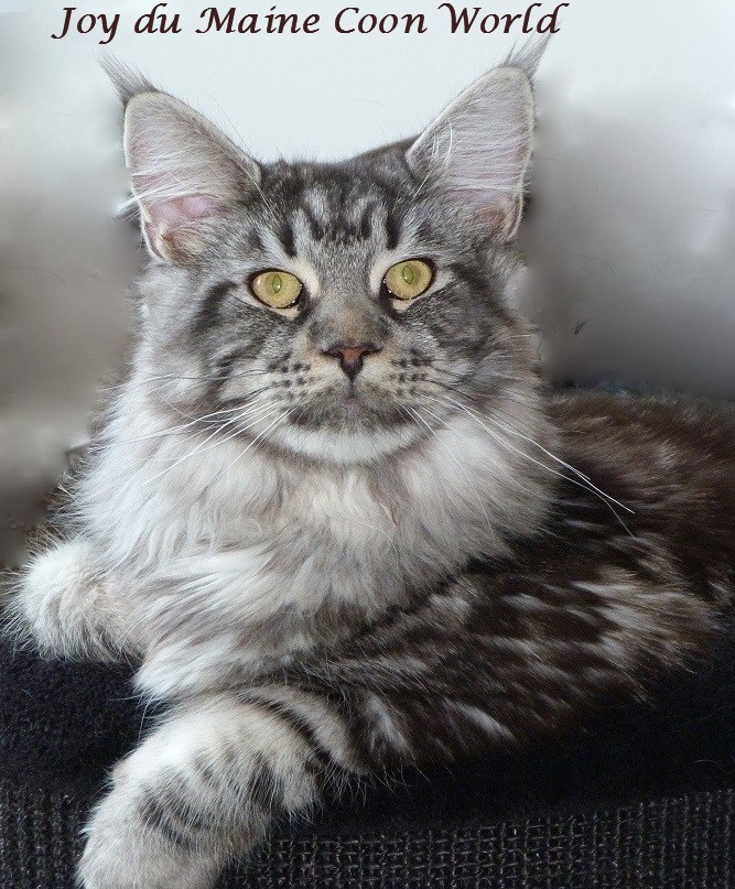 male maine coon black silver