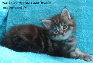 chaton maine coon black silver