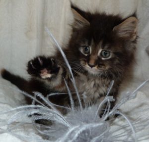 chaton maine coon brown 