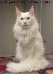 maine coon adulte blanc