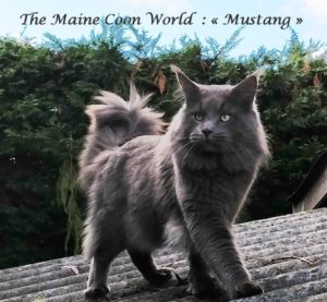 maine coon word Mustang maine coon mâle bleu de 18 mois