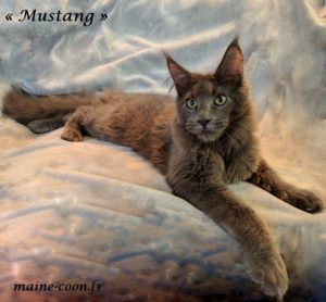 chaton maine coon bleu