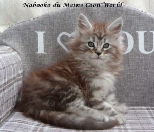 chaton maine coon black silver