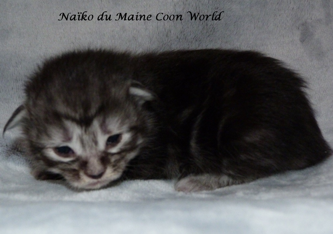 chaton maine coon black silver